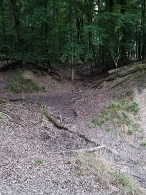 Weiter ging es hinauf in den naturnahen Wald, ...