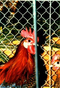 ... Das Gegacker der vom Geflügelzuchterein Ehringshausen zur Schau gestellten Hühner ...